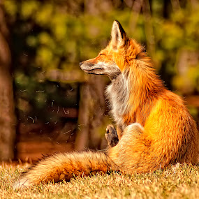fox scratching..... by Benoit Beauchamp - Animals Other Mammals ( roux, mammiferes, fox, renard, animal )