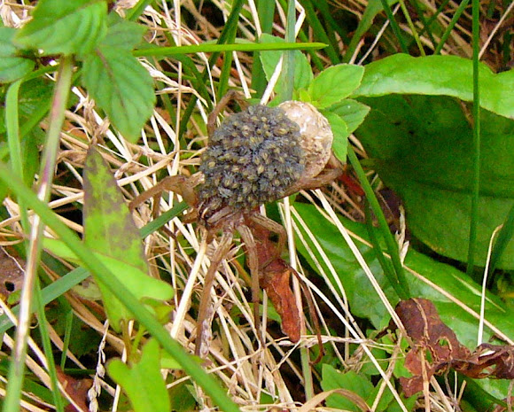 Spotting Image 1