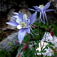 Flowers in  the Rocky Mountains - UT, CO, WY