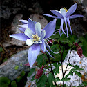 Columbine
