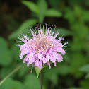 Bee Balm