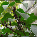 Lilac Bush w/ seed pods