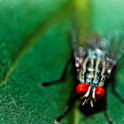 House Fly