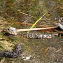 American alligator