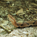 Copperhead