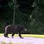 Black bear