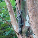Tokay Gecko
