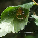 Marbled Orbweaver