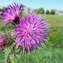 Thistle