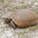 Gopher Tortoise