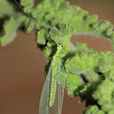 Green Lacewing