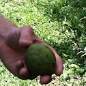 Butternut