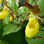 yellow lady slipper