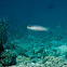 Blueband Goby