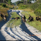 Wild turkey