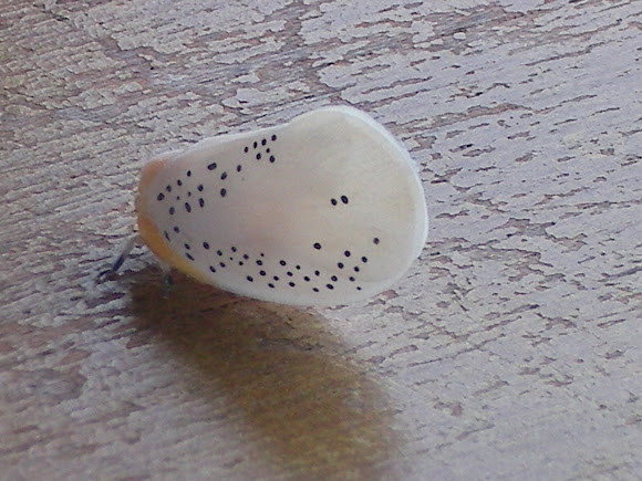 Spotting Image 1
