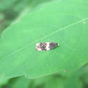 Banded Olethreutes