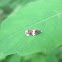 Banded Olethreutes