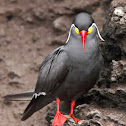 Inca Tern