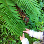 Fern