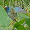 American purple gallinule