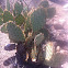 Prickly Pear Cactus