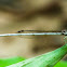 Damselfly