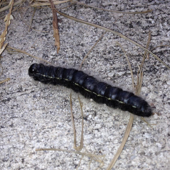 Spotting Image 1