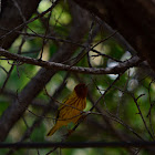 Yellow warbler