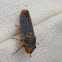 Broad-headed Sharpshooter