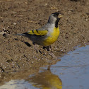 Lawrence's Goldfinch
