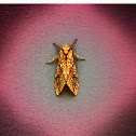 Hickory Tussock Moth