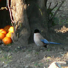 Rabilargo