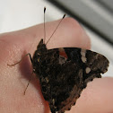 Red Admiral