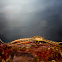Brittle Star