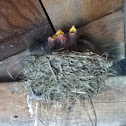 Baby Sparrows