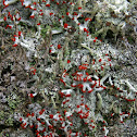 British Soldier's Lichen