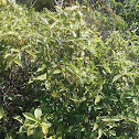 Wild Coffee
