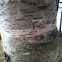 Paper birch