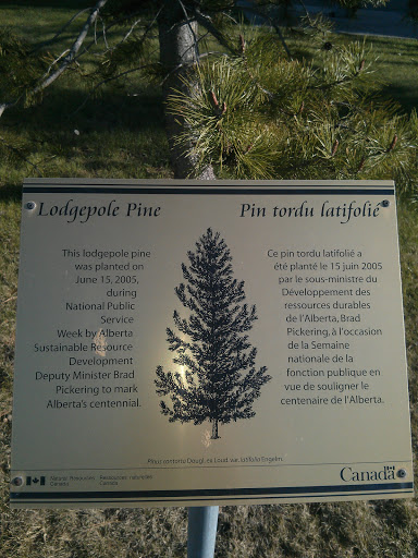 Lodgepole Pine Plaque