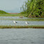 Black Winged Stilt