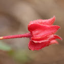 Alloplectus