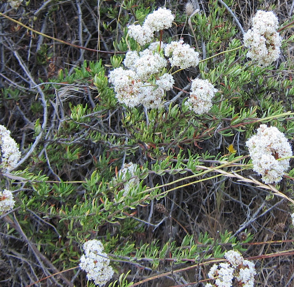 California Buckwheat Project Noah
