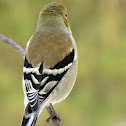 American Goldfinch