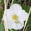 Boulder Raspberry