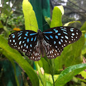 Blue Tiger