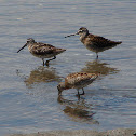Short-billed Dowitcher