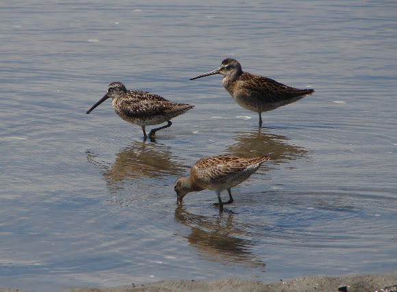 Spotting Image 1