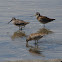 Short-billed Dowitcher