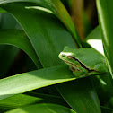 European Tree Frog